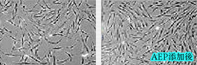 AAPEを添加すると繊維芽細胞が約2倍になる