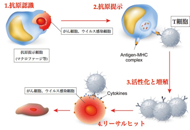 IL-2と抗CD3抗体によるT細胞の活性化と増殖