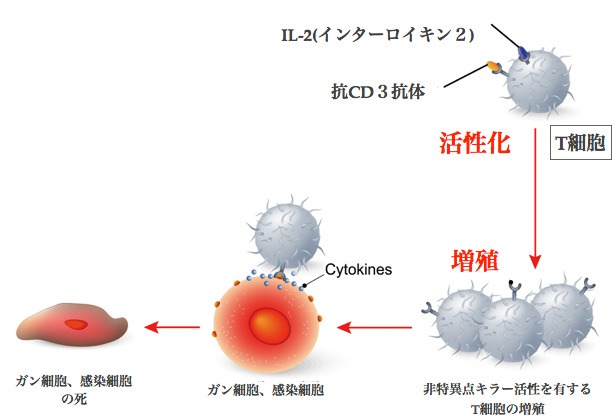 細胞障害性T細胞活性化とアクション